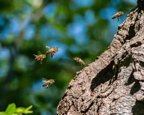 Why Protecting Honeybees Might Negatively Affect Other Pollinators